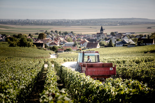Kleine Winzer vs. große Häuser – der Unterschied im Glas
