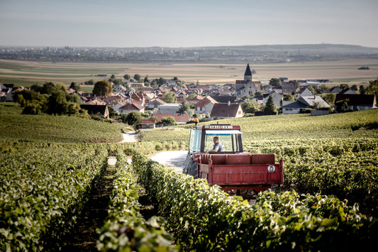 Kleine Winzer vs. große Häuser – der Unterschied im Glas